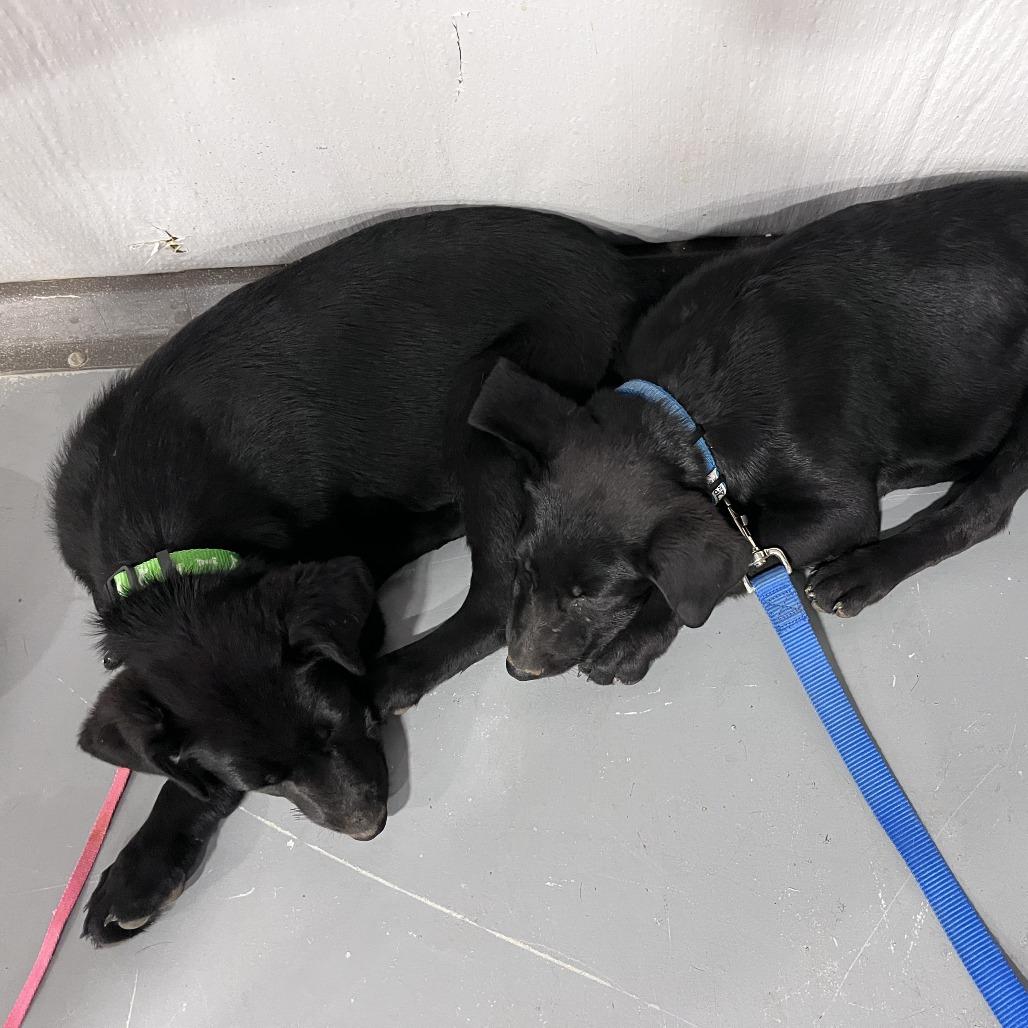 Enlarge BB(Edwards Litter), a Adoptable mixed breed in Lenoir, NC image 3/6