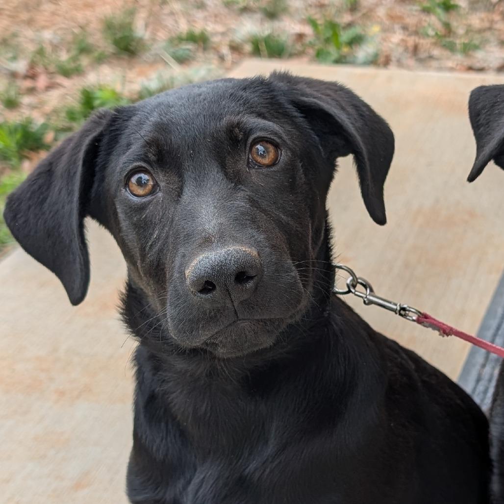 Enlarge BB(Edwards Litter), a Adoptable mixed breed in Lenoir, NC image 1/6