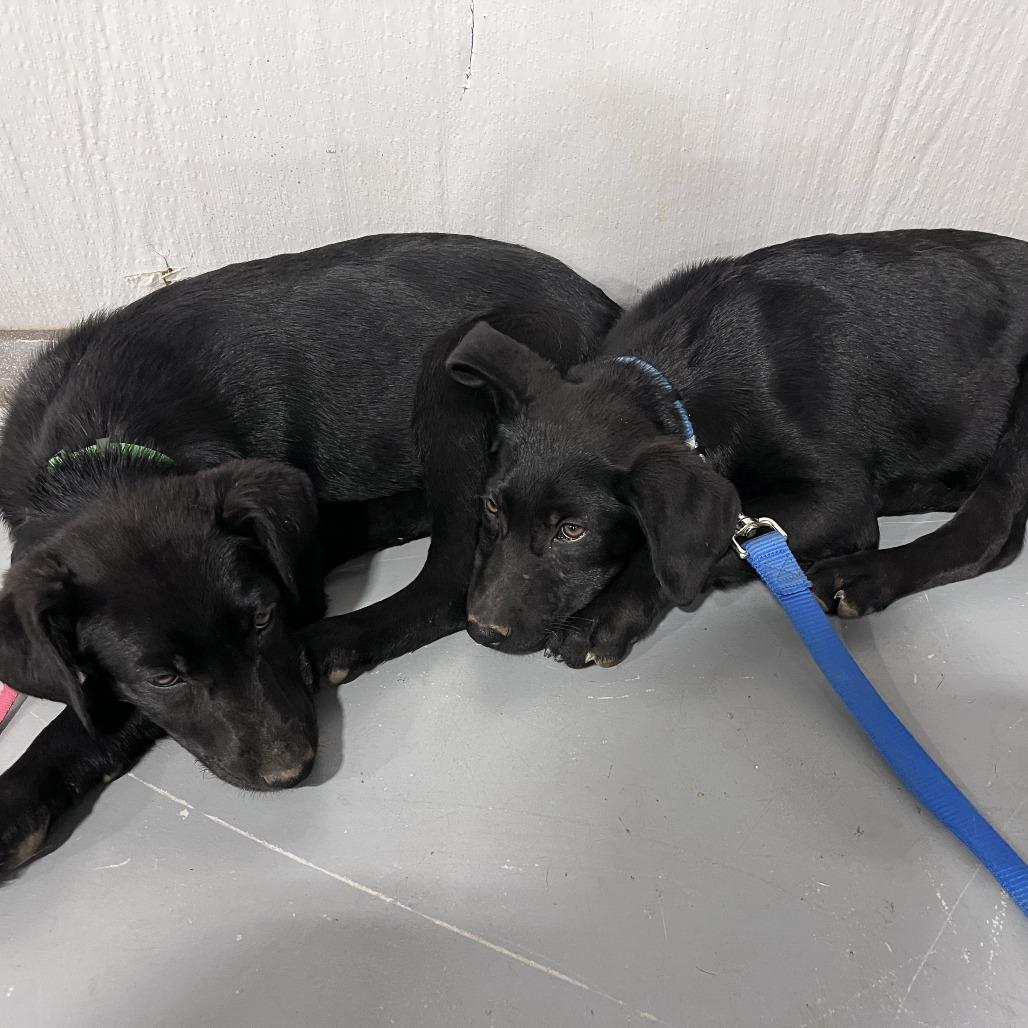 Enlarge BB(Edwards Litter), a Adoptable mixed breed in Lenoir, NC image 4/6