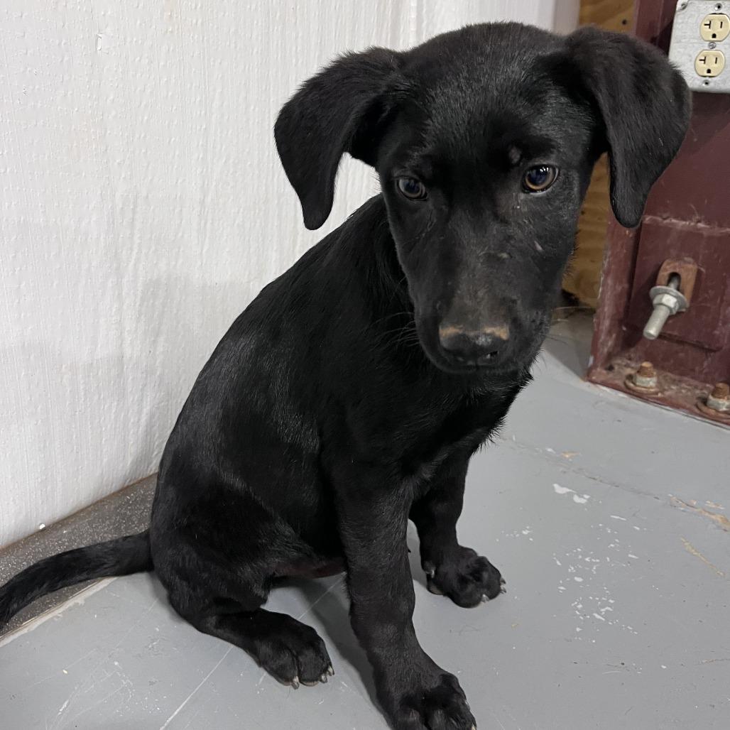 BB(Edwards Litter), Adoptable, Puppy Male Black Labrador Retriever & Mixed Breed.