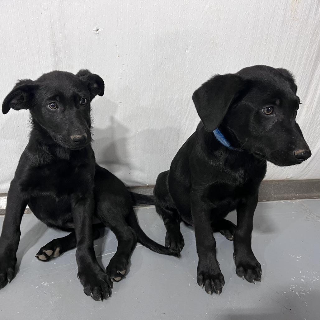 Enlarge BB(Edwards Litter), a Adoptable mixed breed in Lenoir, NC image 5/6