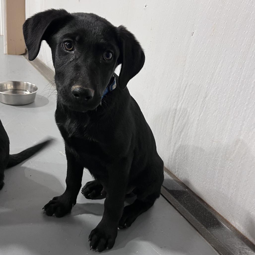 Enlarge BB(Edwards Litter), a Adoptable mixed breed in Lenoir, NC image 6/6