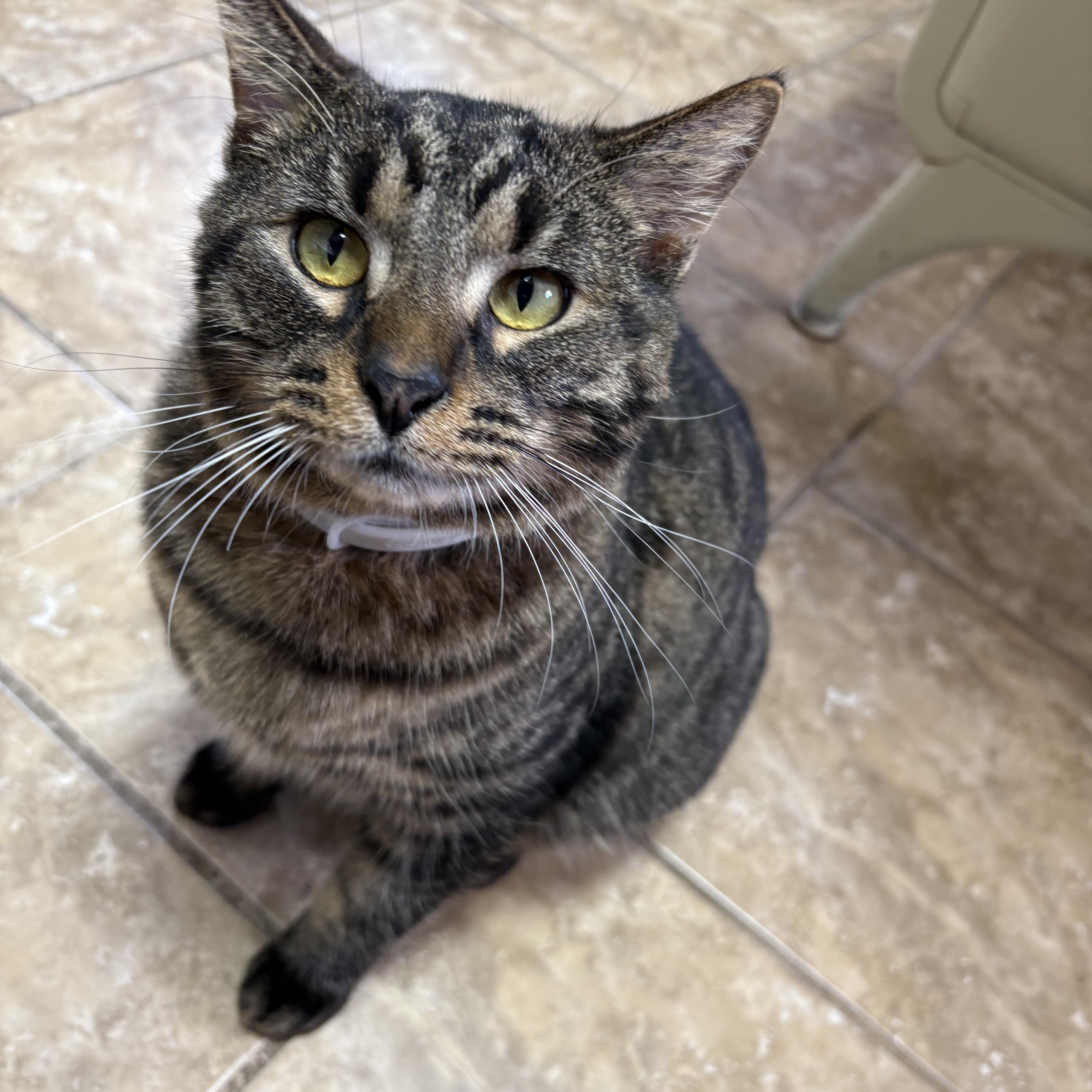 Enlarge Dusty, a Adoptable Domestic Short Hair in Wilder, KY image 1/1