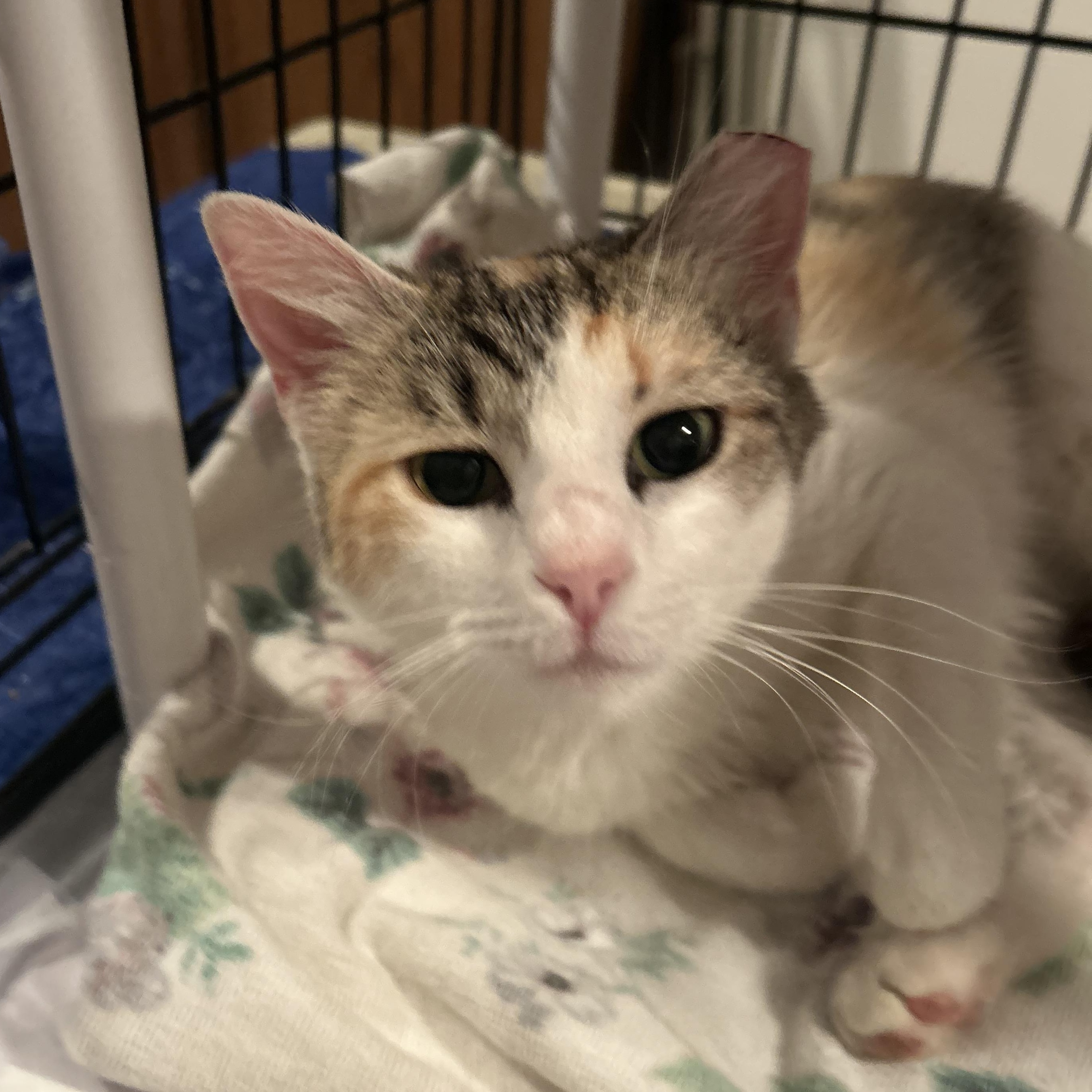 Mama Earth , adopted, Young Female Domestic Short Hair.