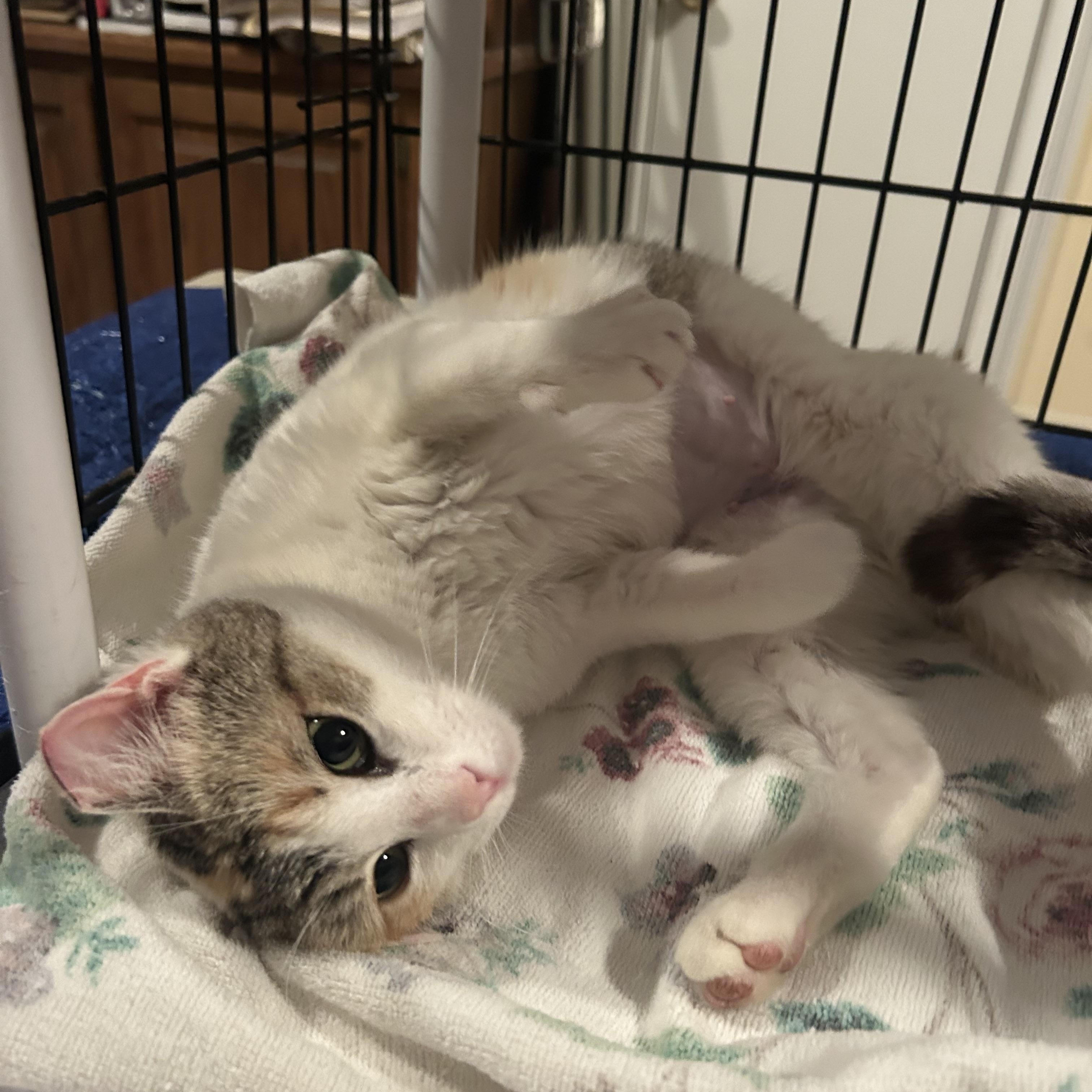 Enlarge Mama Earth , an adopted Domestic Short Hair in Fort Oglethorpe, GA image 2/5