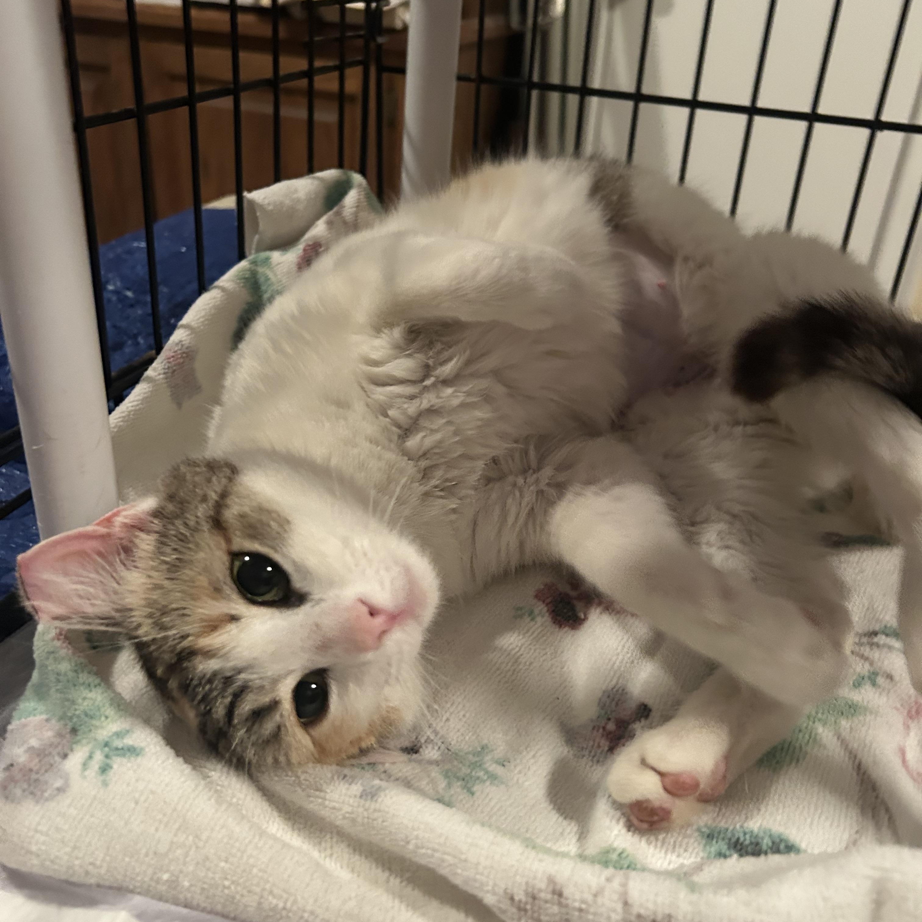 Enlarge Mama Earth , an adopted Domestic Short Hair in Fort Oglethorpe, GA image 3/5