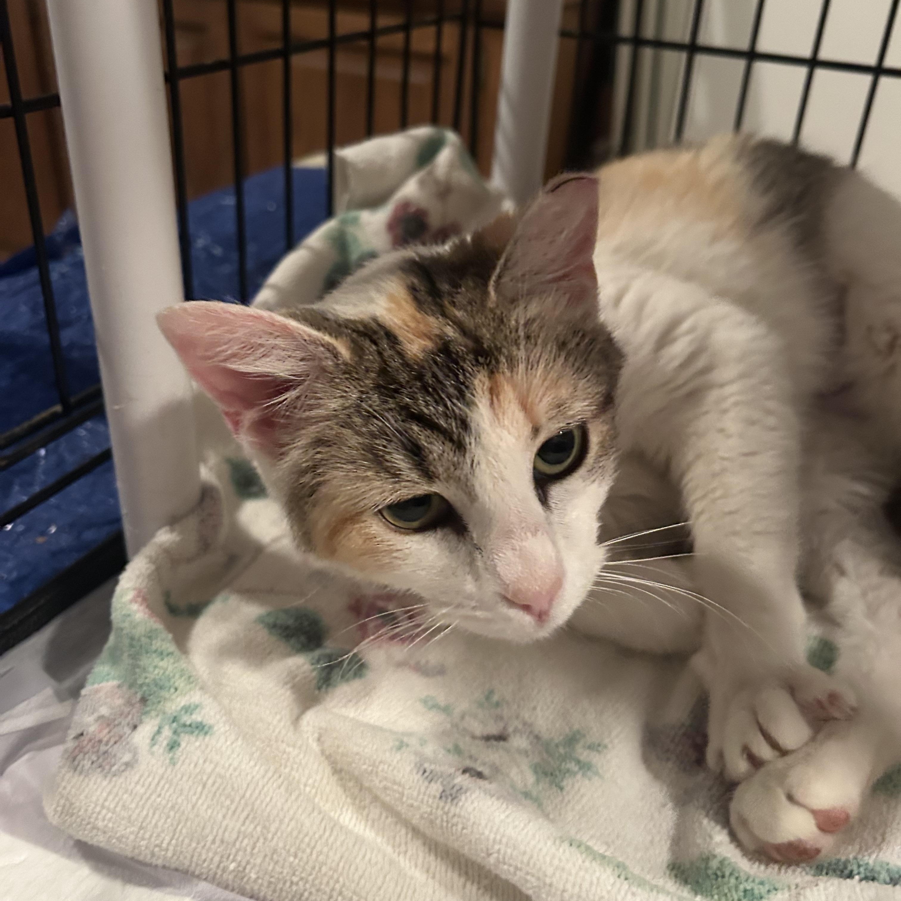 Enlarge Mama Earth , an adopted Domestic Short Hair in Fort Oglethorpe, GA image 5/5