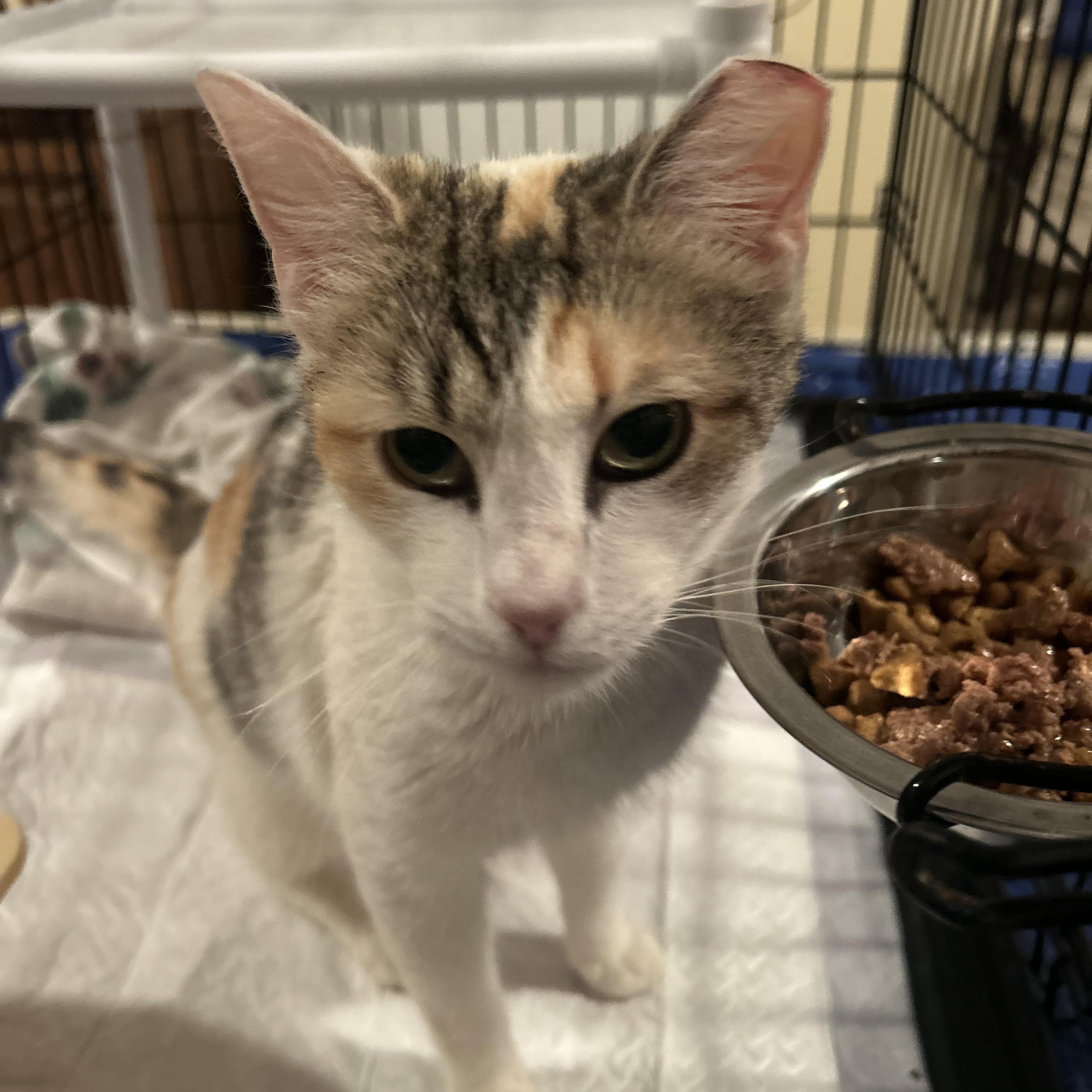 Enlarge Mama Earth , an adopted Domestic Short Hair in Fort Oglethorpe, GA image 4/5