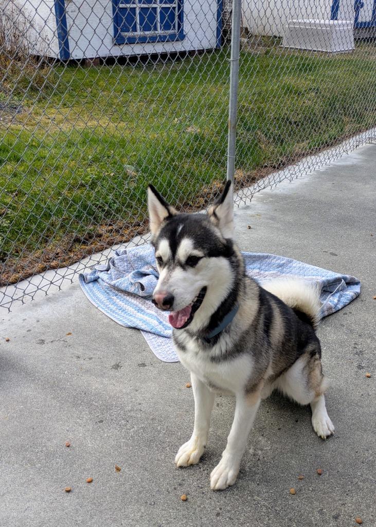 Spirit, Adoptable, Adult Male Alaskan Malamute & Labrador Retriever.