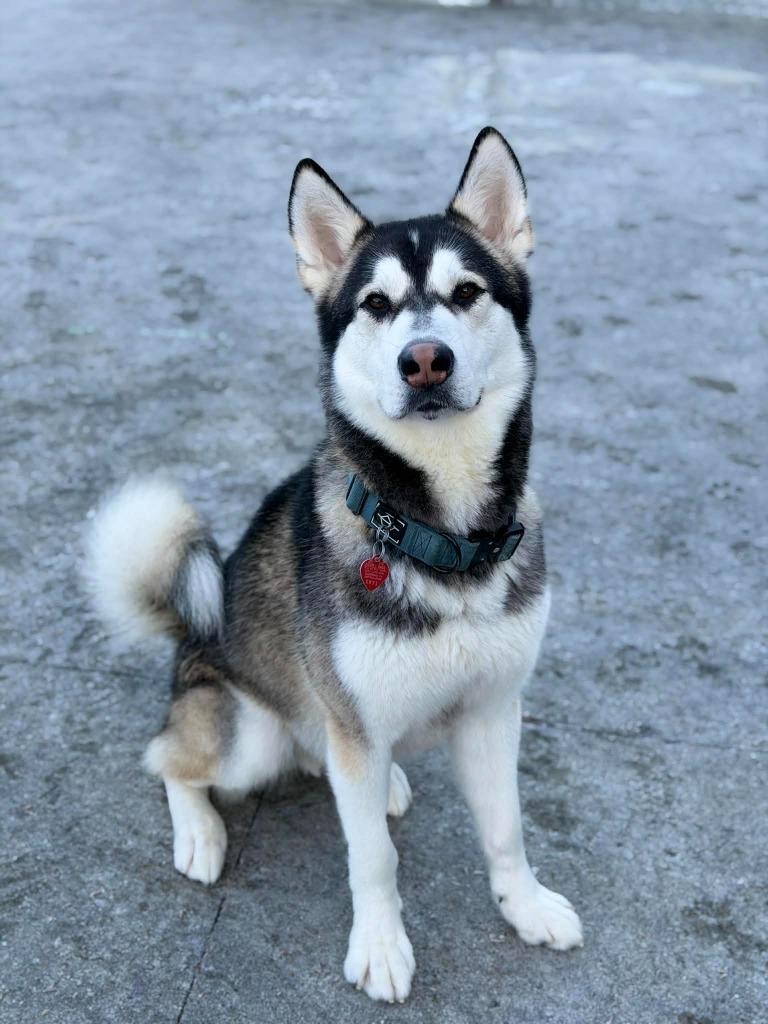 Enlarge Spirit, a Adoptable mixed breed in Kodiak, AK image 2/2
