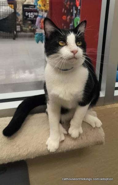 Enlarge Joel, a Adoptable Domestic Short Hair in Parlier, CA image 1/6