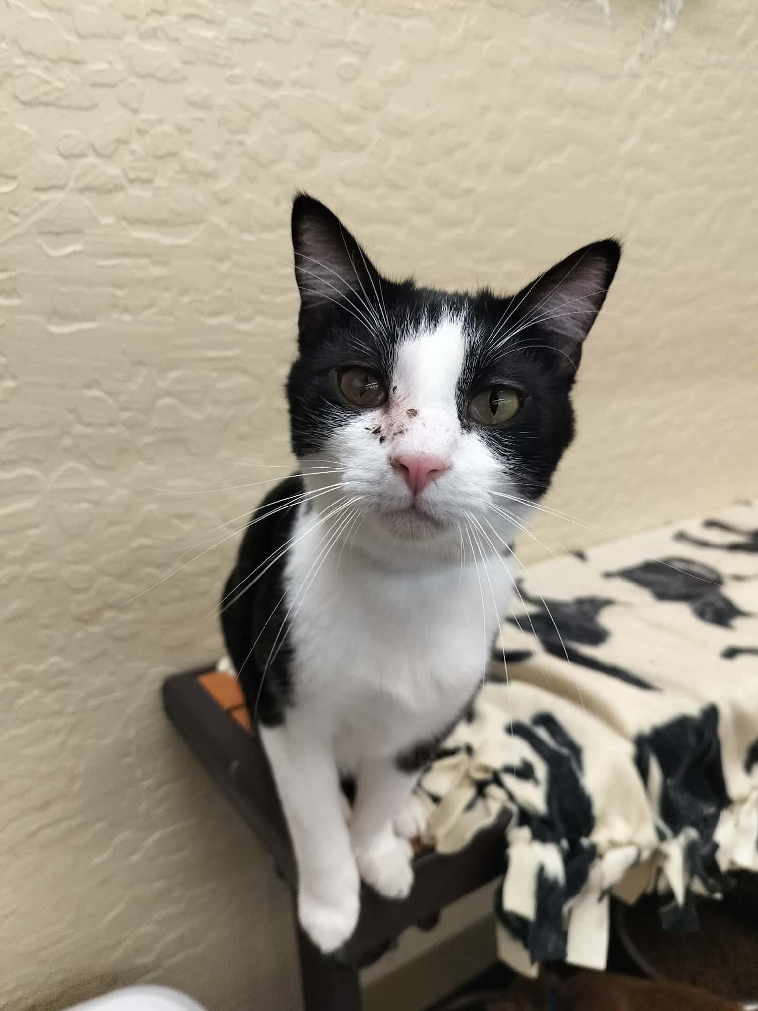 Joel, Adoptable, Adult Male Domestic Short Hair.