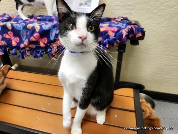 Joel, a Adoptable Domestic Short Hair in Parlier, CA image 3/6