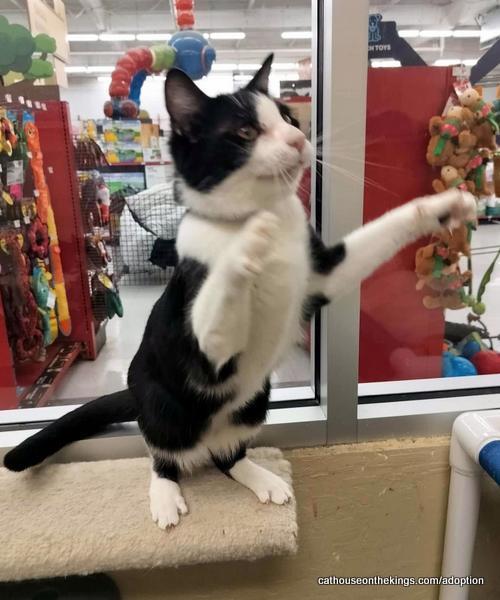 Enlarge Joel, a Adoptable Domestic Short Hair in Parlier, CA image 2/6