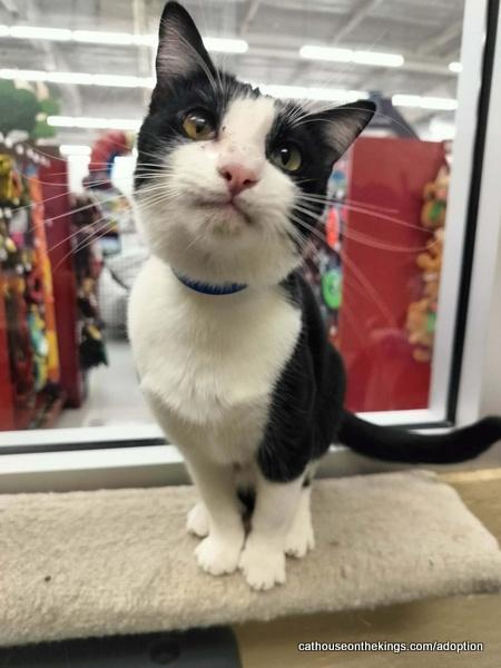 Enlarge Joel, a Adoptable Domestic Short Hair in Parlier, CA image 3/6