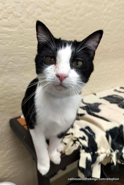 Enlarge Joel, a Adoptable Domestic Short Hair in Parlier, CA image 5/6