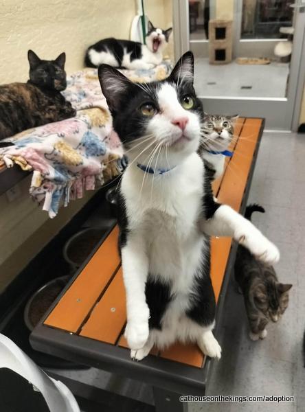 Enlarge Joel, a Adoptable Domestic Short Hair in Parlier, CA image 6/6