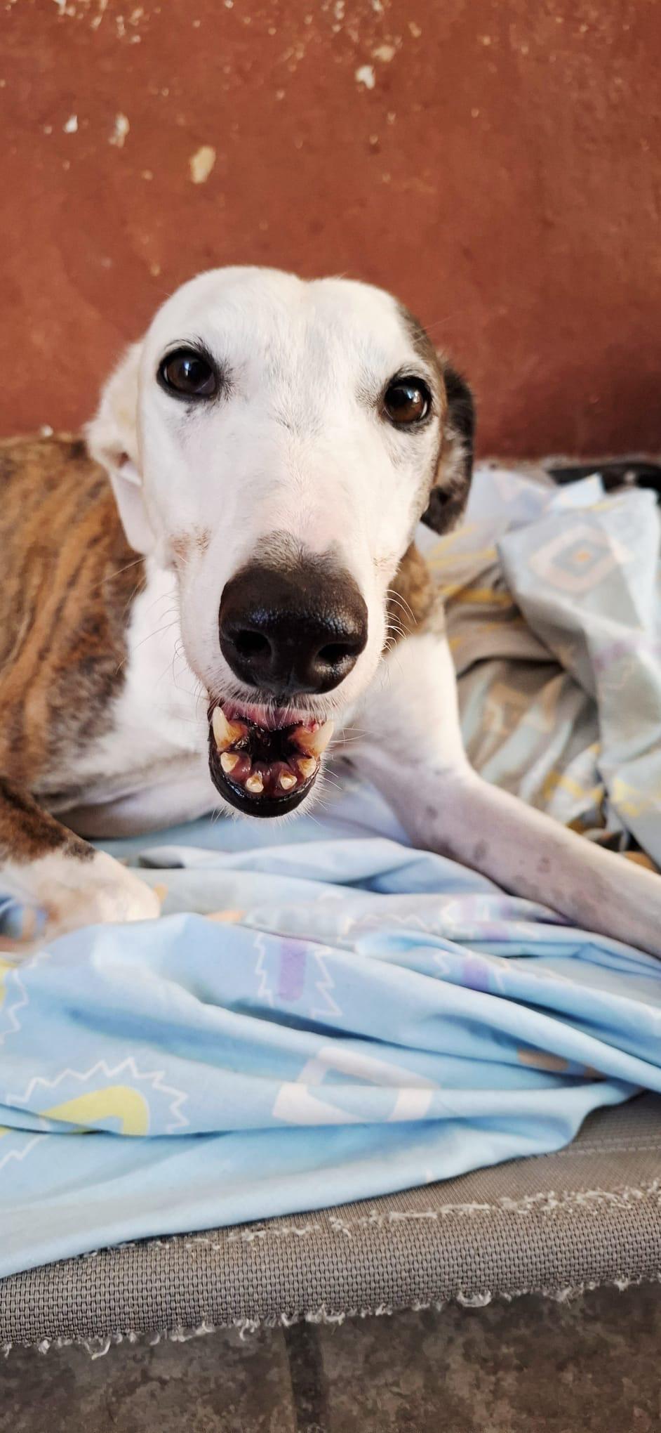Enlarge Lona, a Adopted Galgo Spanish Greyhound in Winter Park, FL image 2/2