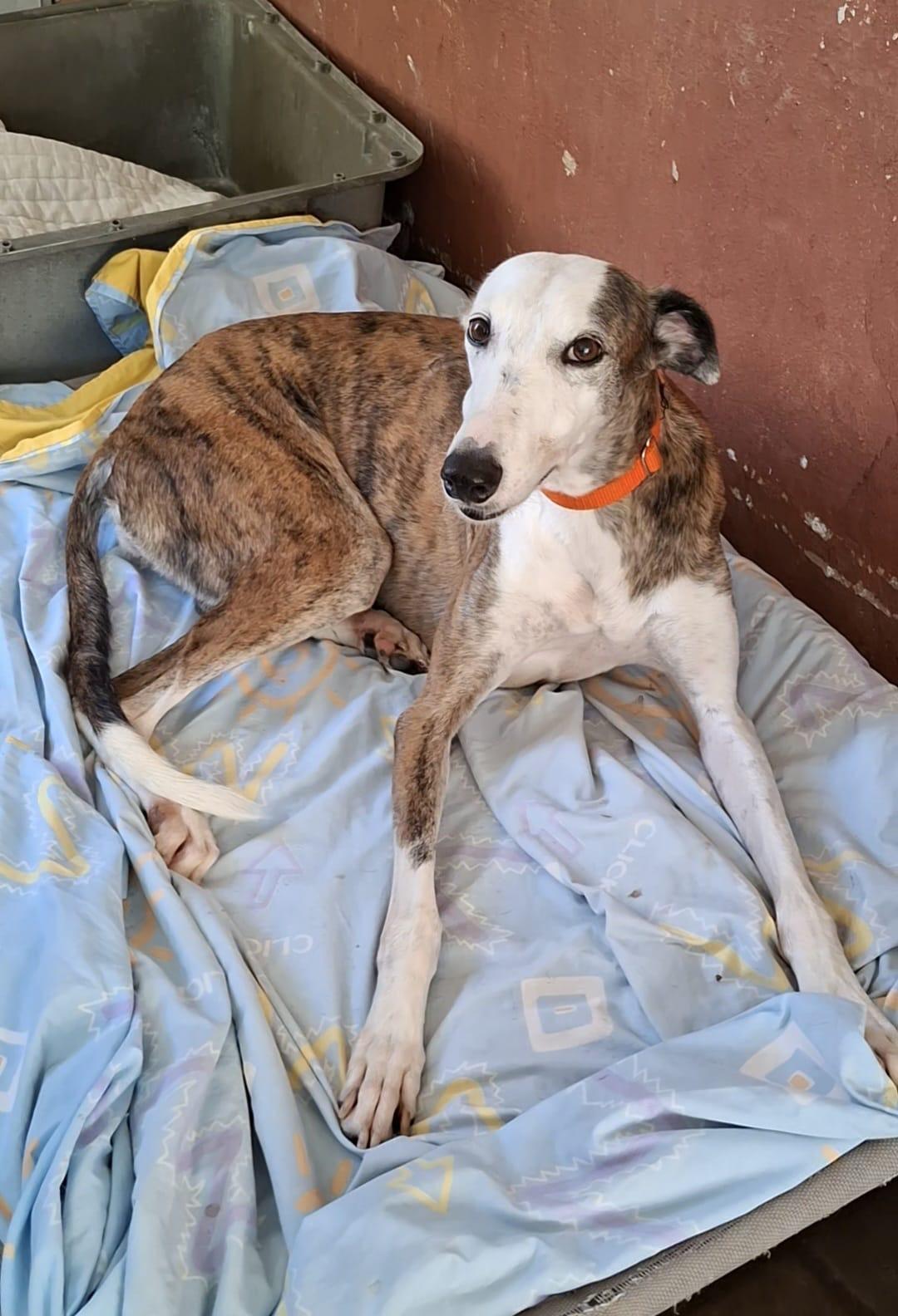 Lona, Adopted, Senior Female Galgo Spanish Greyhound.