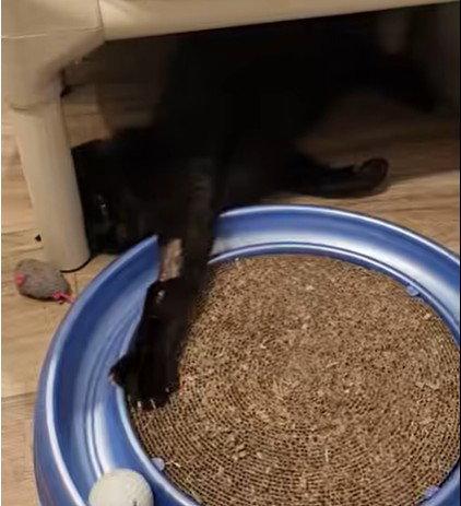 Enlarge Flounder, a Adoptable Domestic Short Hair in Hampstead, NC image 1/2