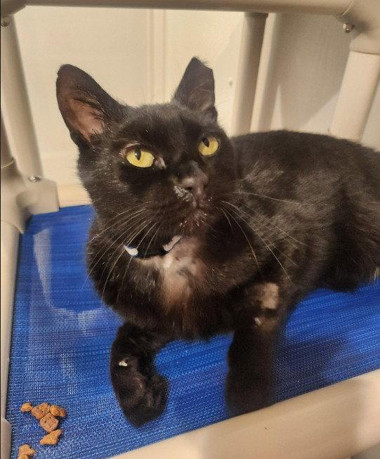 Enlarge Flounder, a Adoptable Domestic Short Hair in Hampstead, NC image 1/1