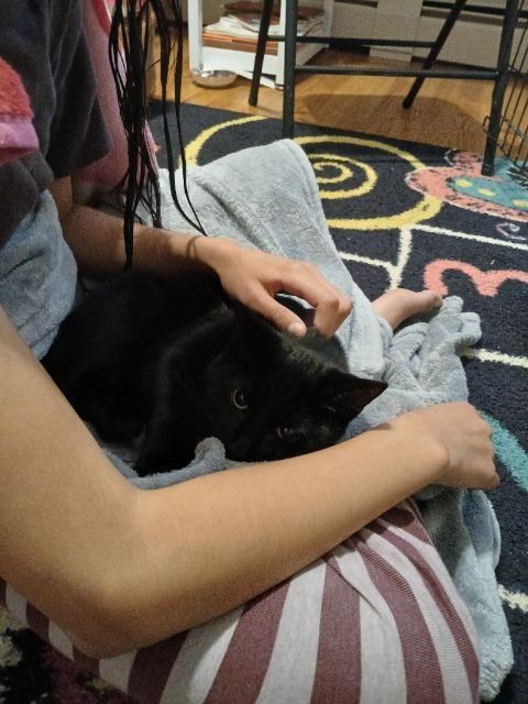 Little Archie, Adoptable, Kitten Male Domestic Short Hair.