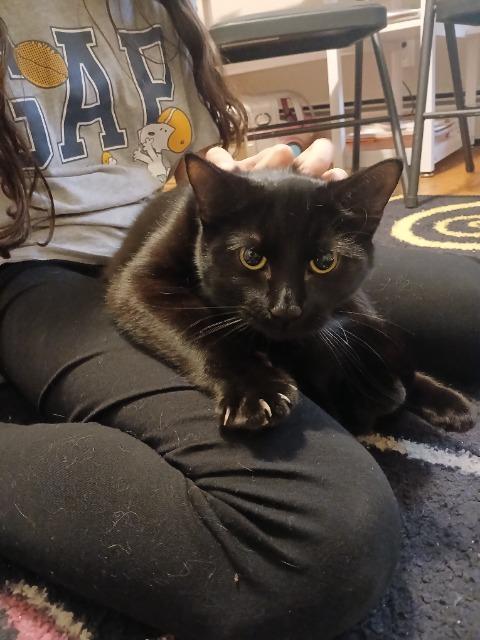 Enlarge Little Archie, a Adoptable mixed breed in Pawtucket, RI image 2/4