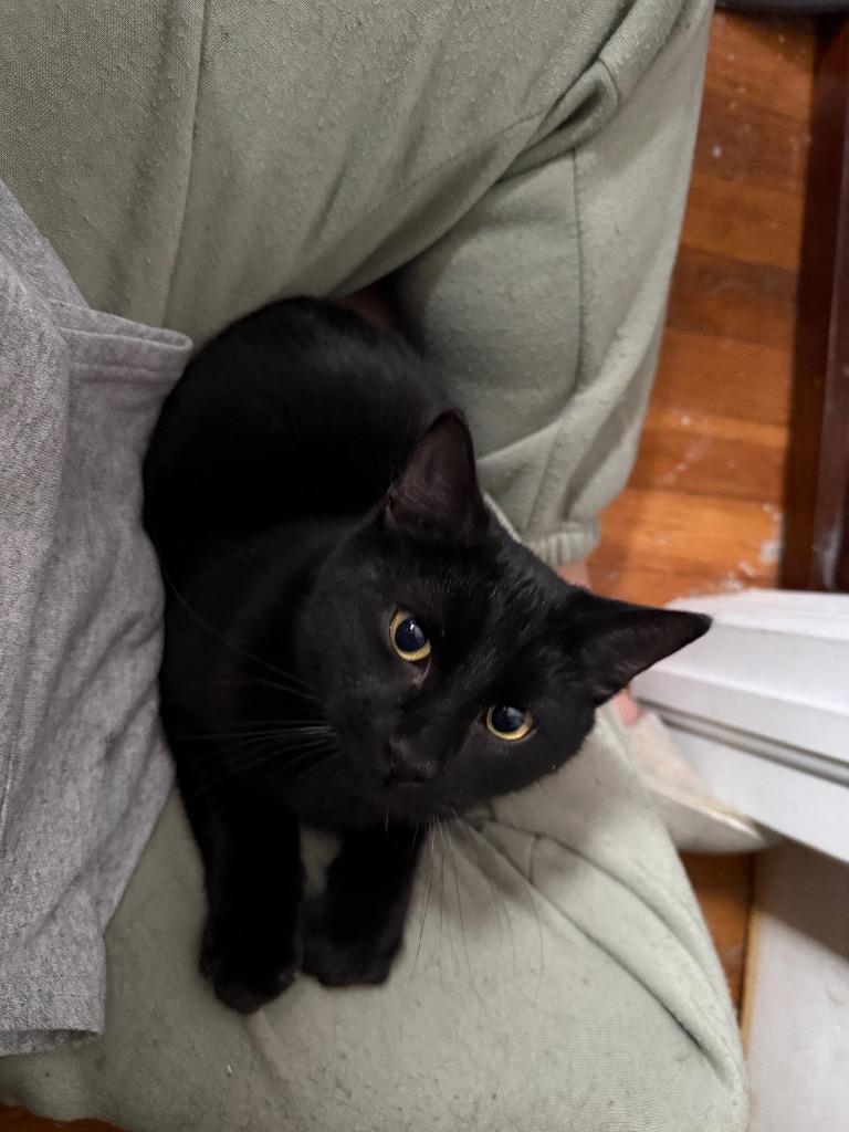 Enlarge Little Archie, a Adoptable mixed breed in Pawtucket, RI image 3/4