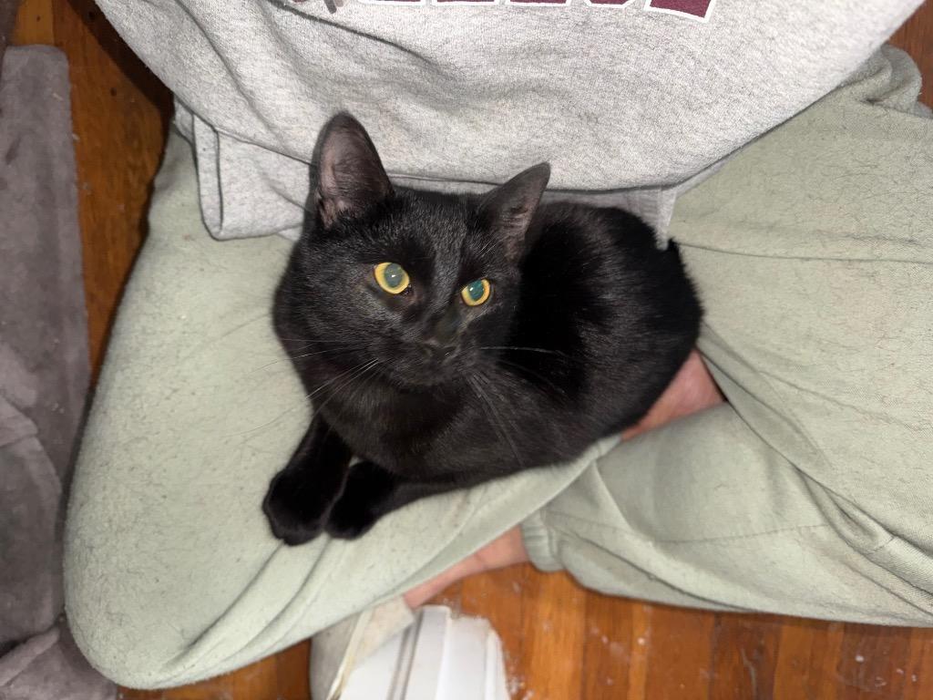 Enlarge Little Archie, a Adoptable mixed breed in Pawtucket, RI image 4/4