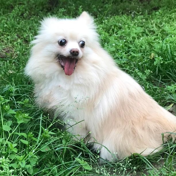 Ms. Happily Bubbly Angel, a Adoptable Pomeranian in toronto, ON image 5/5