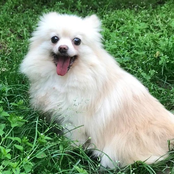 Ms. Happily Bubbly Angel, a Adoptable Pomeranian in toronto, ON image 1/5