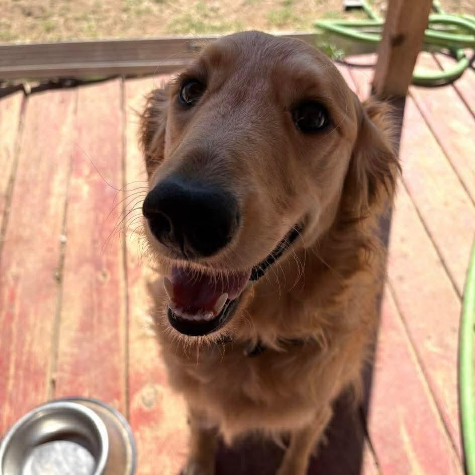 Lainey, Adoptable, Adult Female Borzoi & Golden Retriever.