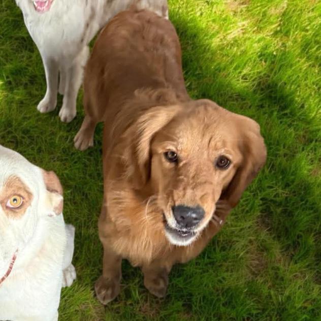 Enlarge Lainey, a Adoptable mixed breed in Loves Park, IL image 2/3