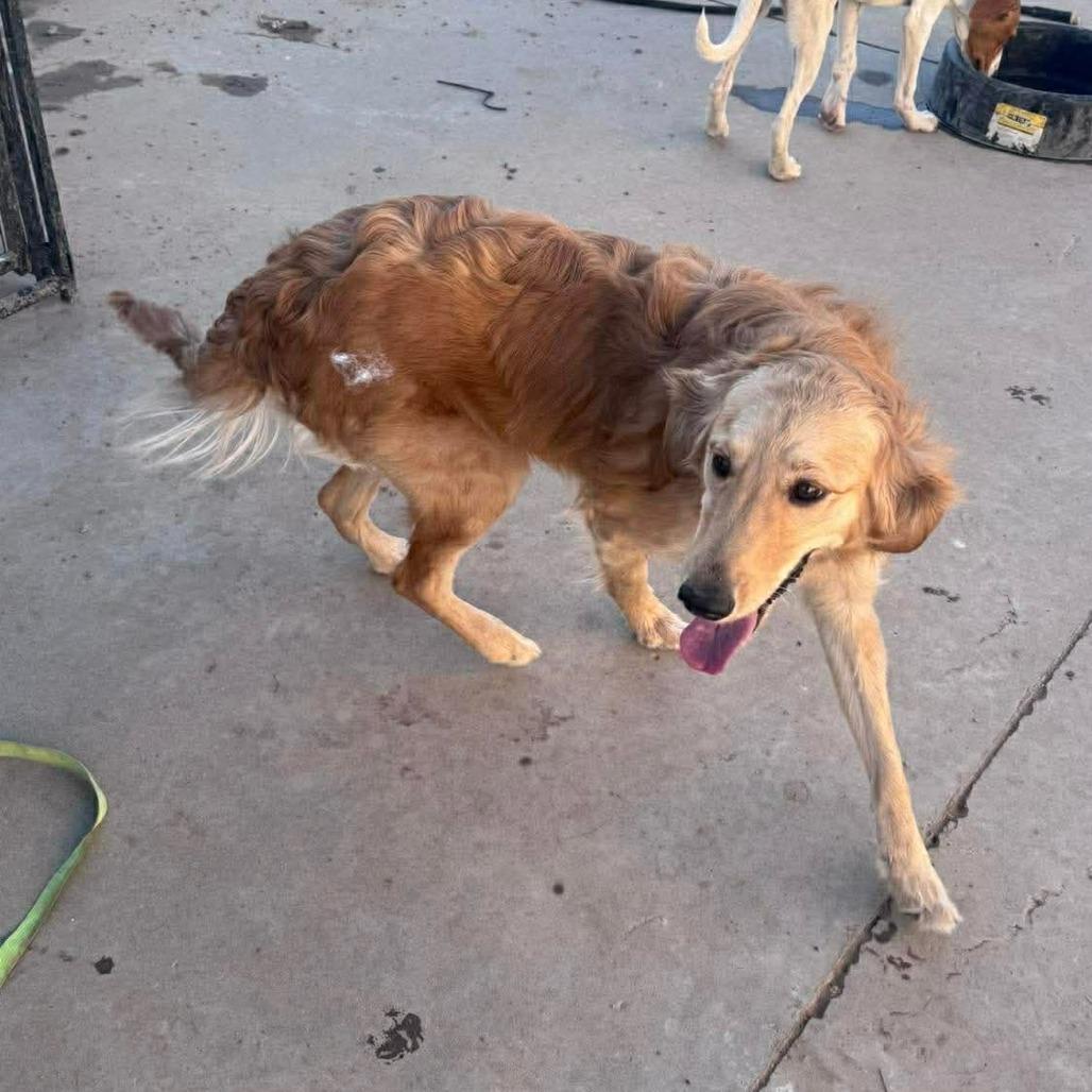 Enlarge Lainey, a Adoptable mixed breed in Loves Park, IL image 3/3