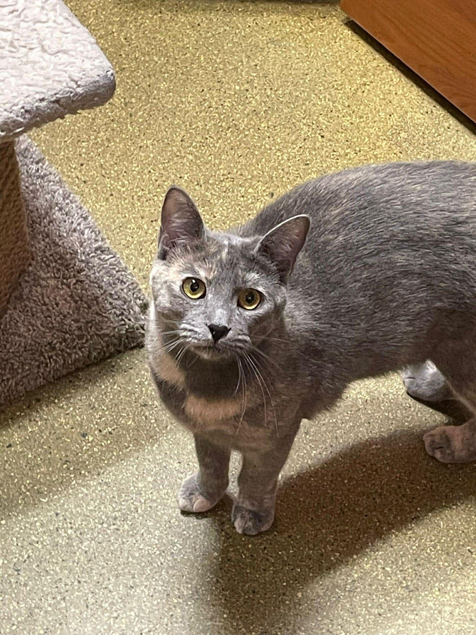 Enlarge Kiko , a Adoptable Domestic Short Hair in BURNABY, BC image 3/4