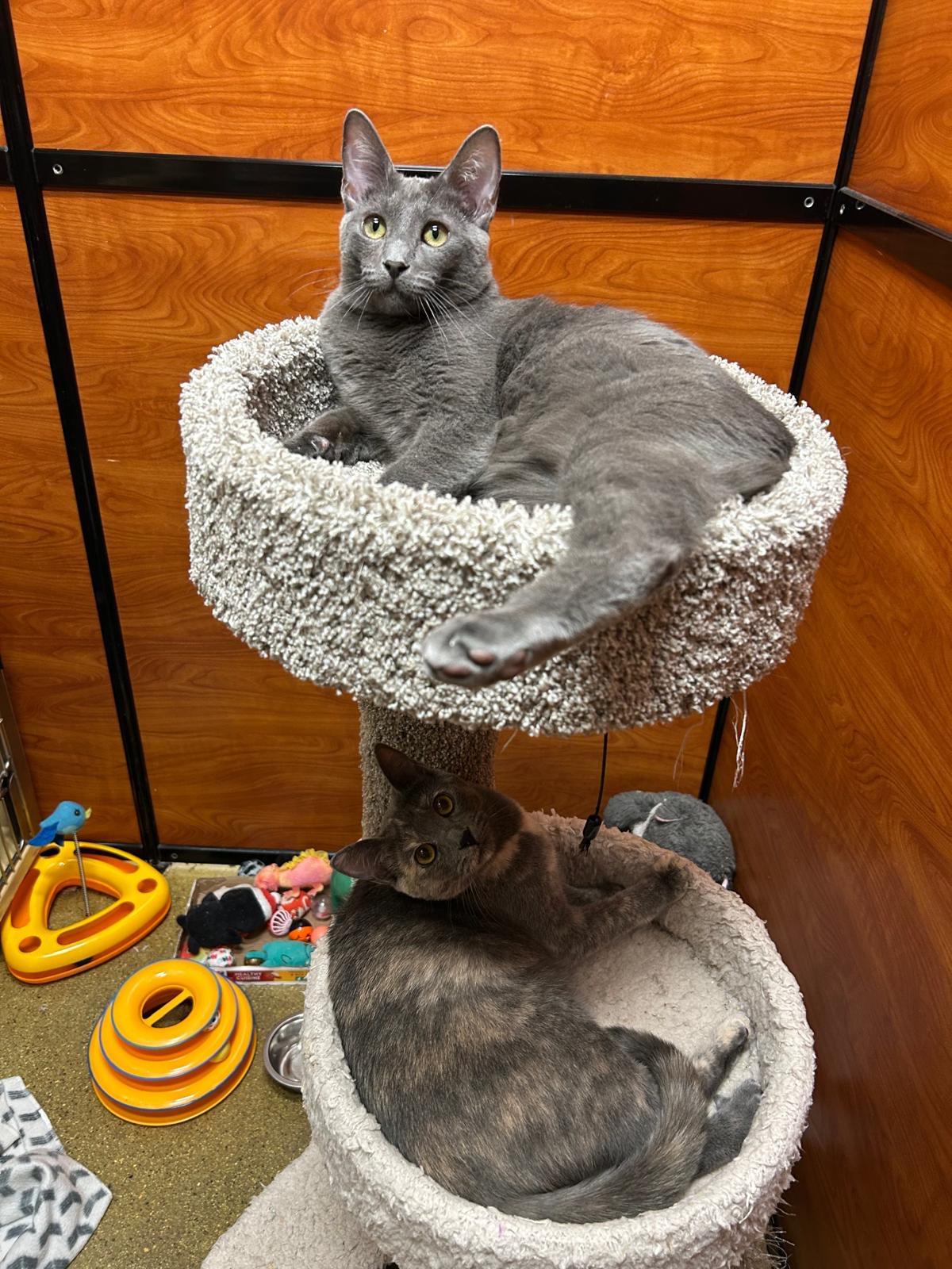 Kiko *Bonded to Grayson, Adoptable, Kitten Female Domestic Short Hair.