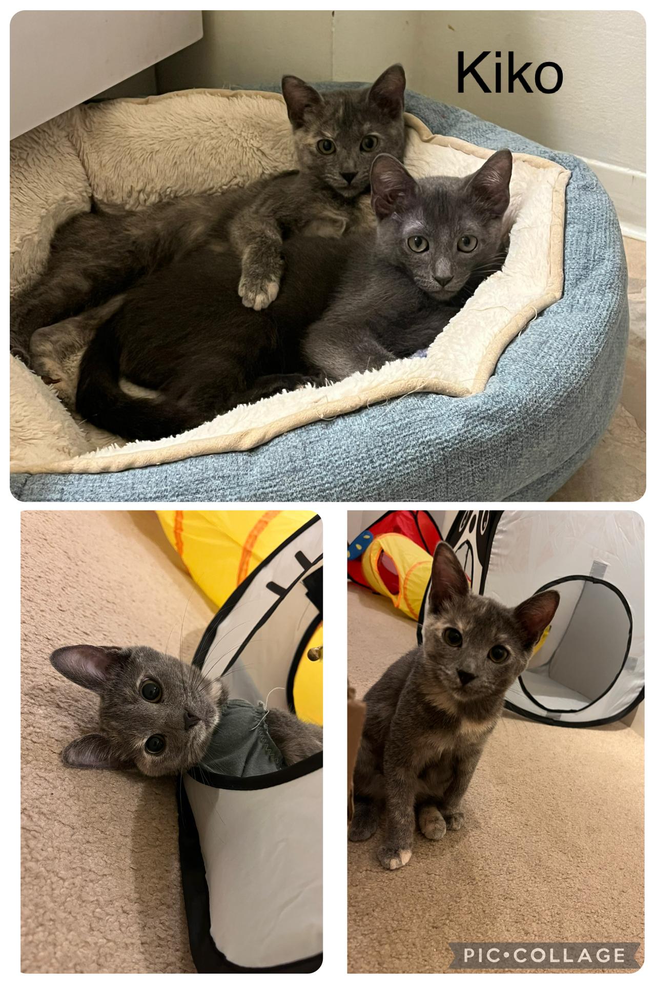 Kiko *Bonded to Grayson