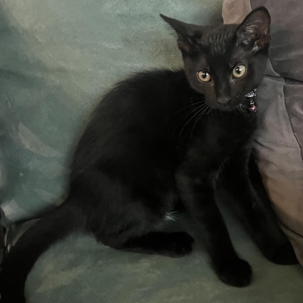 Bone Crusher, Adoptable, Young Female Domestic Short Hair.