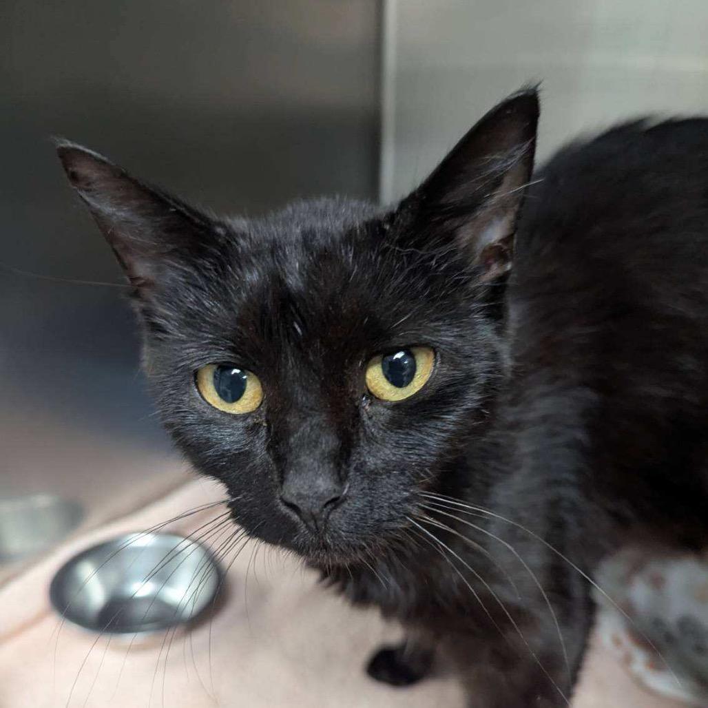 Myrtle, adopted, Adult Female Domestic Short Hair.