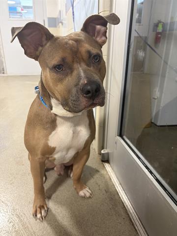 SCOOBY, Adoptable, Young Male Pit Bull Terrier & Mixed Breed.