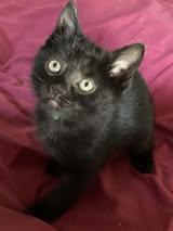 Enlarge Clover, a ADOPTABLE Domestic Short Hair in Chesapeake Beach, MD image 2/3