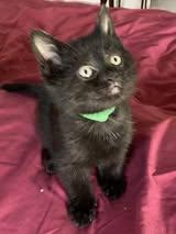 Enlarge Clover, a ADOPTABLE Domestic Short Hair in Chesapeake Beach, MD image 3/3