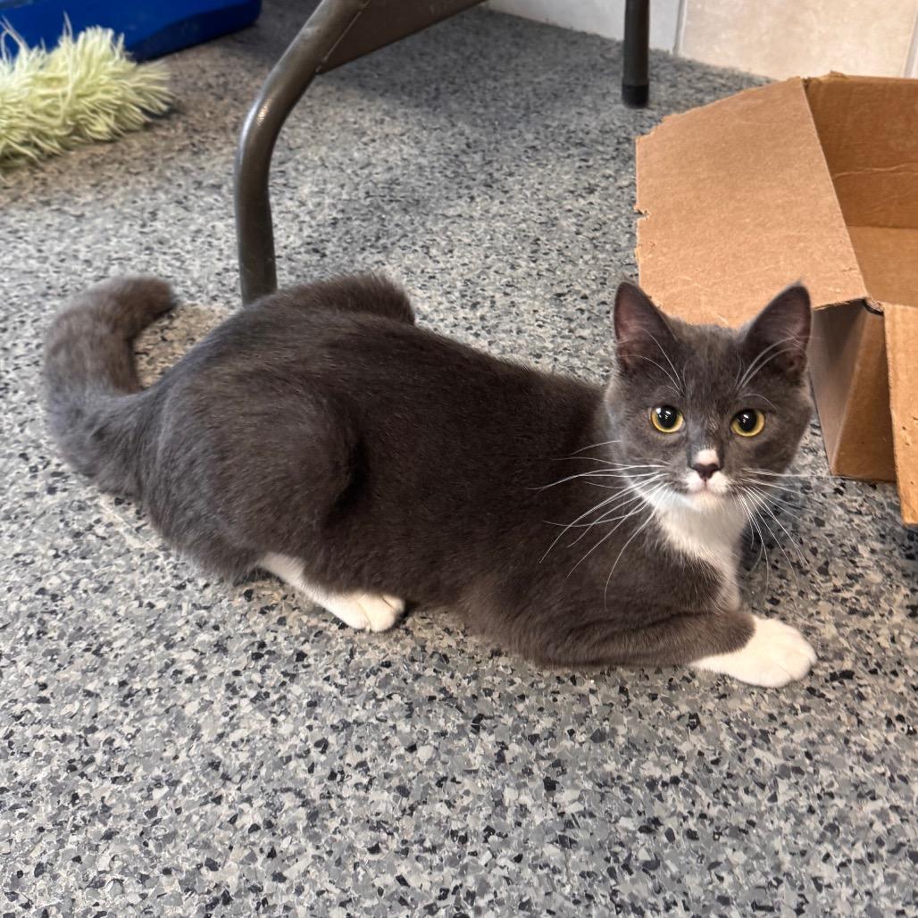 Tripp, Adoptable, Young Male Domestic Medium Hair.