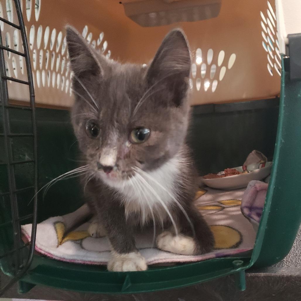 Tripp, Adoptable, Young Male Domestic Medium Hair.