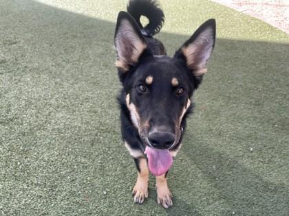 Enlarge Capri, a Adoptable mixed breed in Phoenix, AZ image 1/3