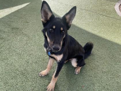 Enlarge Capri, a Adoptable mixed breed in Phoenix, AZ image 2/3