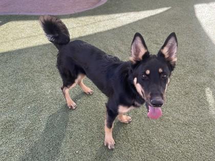 Enlarge Capri, a Adoptable mixed breed in Phoenix, AZ image 3/3