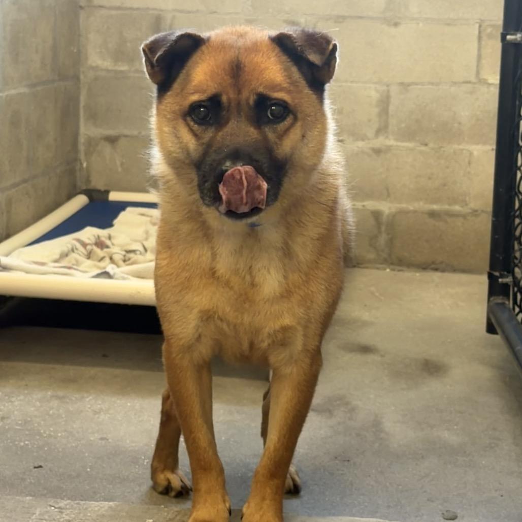 Enlarge Red, a Adoptable mixed breed in Tampa, FL image 1/3