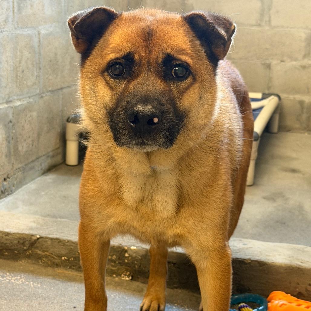 Enlarge Red, a Adoptable mixed breed in Tampa, FL image 2/3