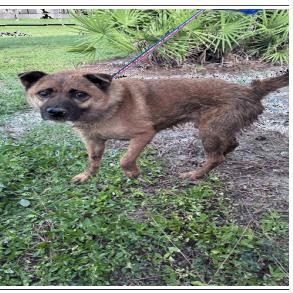 Enlarge Red, a Adoptable mixed breed in Tampa, FL image 3/3